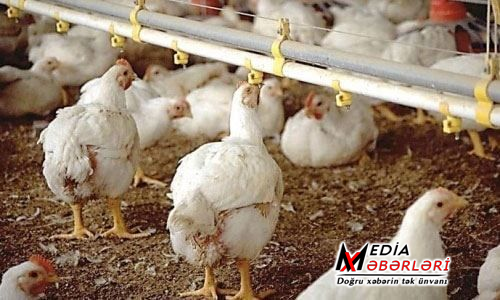 Bir sıra ölkələrdən heyvan məhsullarının idxalına məhdudiyyət qoyuldu Bir sıra ölkələrdən heyvan məhsullarının idxalına məhdudiyyət qoyuldu