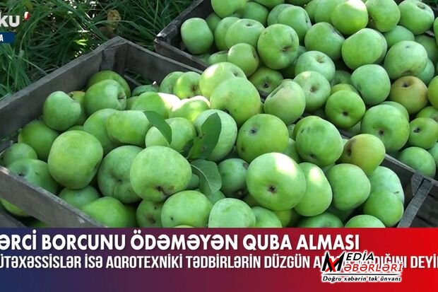 Quba alması dəyərdən düşüb: Fermerlər etiraz edirlər - VİDEO