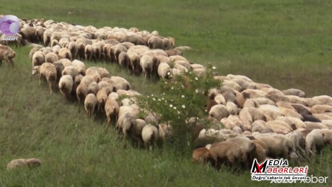 Azərbaycanda maldarlıq sahəsi TƏHLÜKƏDƏ VİDEO