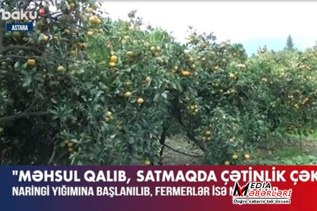 Bazardakı naringilərin ölçüsü niyə kiçikdir? - VİDEO