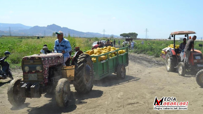 “Pulsuzdur” dedi, əhali tarlaya axışdı: Tam 600 ton