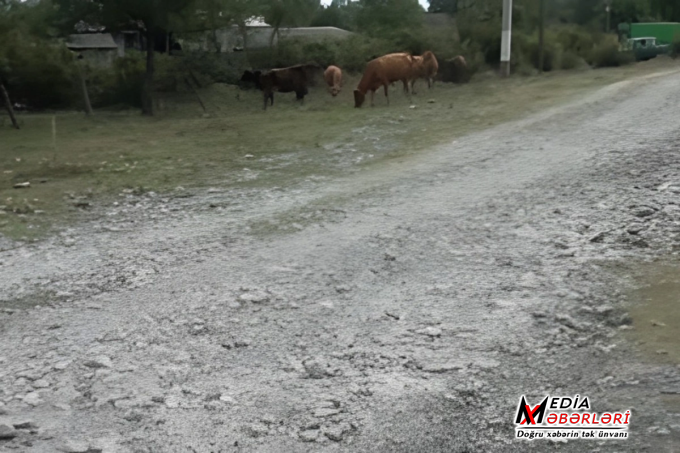 Şəki sakinlərini boğaza yığan yol PROBLEMİ