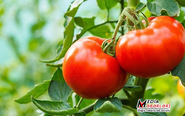 Pomidor biznesi qurmaq adı ilə 91,5 minlik dələduzluq etdi - QƏRAR Pomidor biznesi qurmaq adı ilə 91,5 minlik dələduzluq etdi - QƏRAR