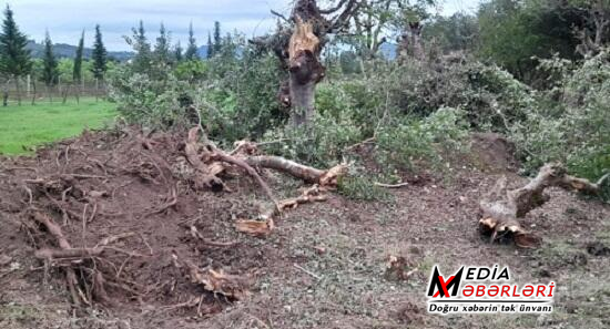 Ağac kəsimi: vəzifəli şəxs 13 min manat cərimələndi