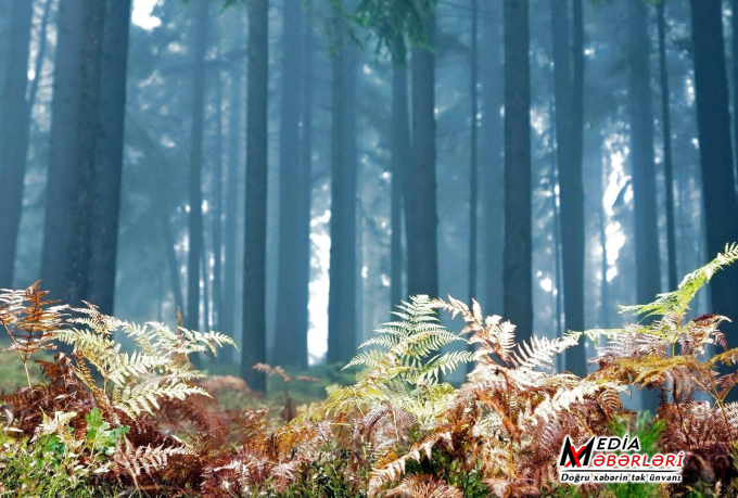 Sabaha olan hava proqnozu Sabaha olan hava proqnozu