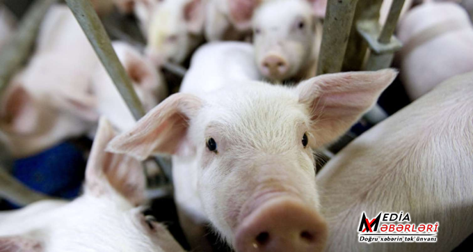 Atasına donuz ətindən ehsan verdi