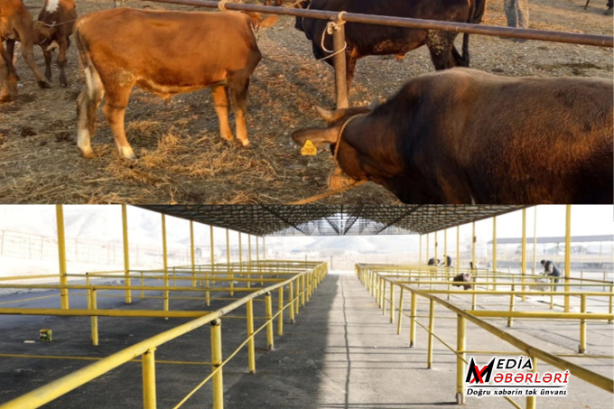 Şamaxı və Göyçay heyvan satışı bazarları FƏALİYYƏTƏ BAŞLADI