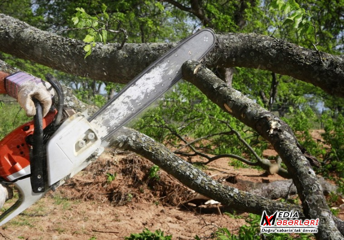 Tovuzda ağacların kütləvi kəsilməsi:  Mövcud vəziyyət, iddialar və ictimai narahatlıq - VİDEO