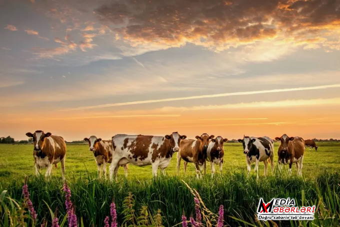 Gürcüstan Azərbaycana mal-qara satışından gəlirini 3 dəfəyə yaxın artırıb