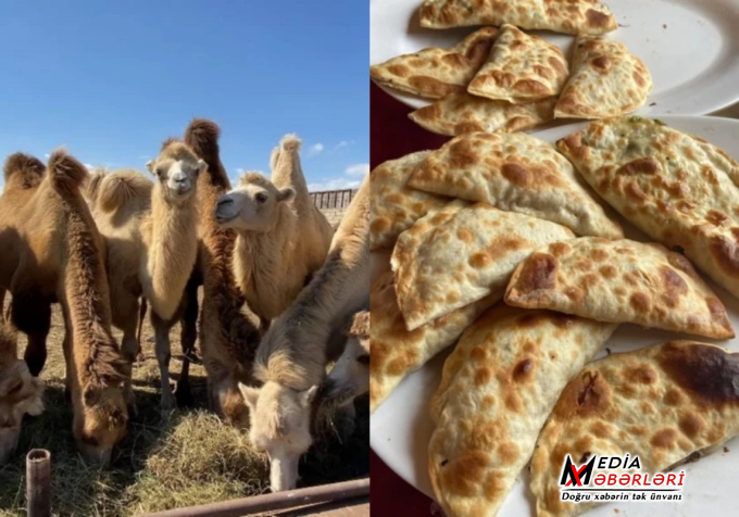 "Dəvə qutabı" adı ilə müştərilər aldadılır: Paytaxt restoranları ilə bağlı İDDİA "Dəvə qutabı" adı ilə müştərilər aldadılır: Paytaxt restoranları ilə bağlı İDDİA