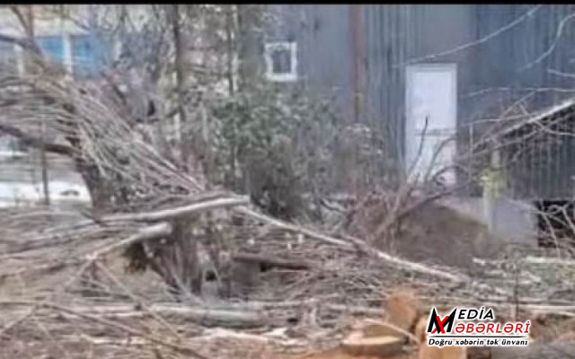 Tovuzda ağaclarının qırılması ilə bağlı araşdırma aparılır Tovuzda ağaclarının qırılması ilə bağlı araşdırma aparılır