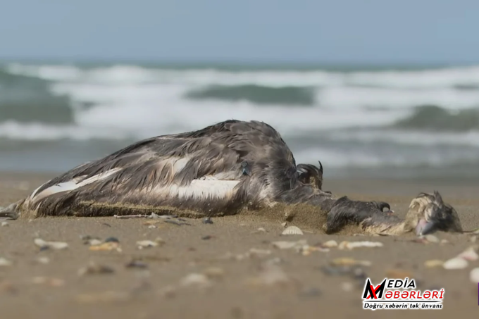 Xəzər dənizi sahilində quşların kütləvi ölümü: Yeni epidemiya, yoxsa qida çatışmazlığı? - VİDEO