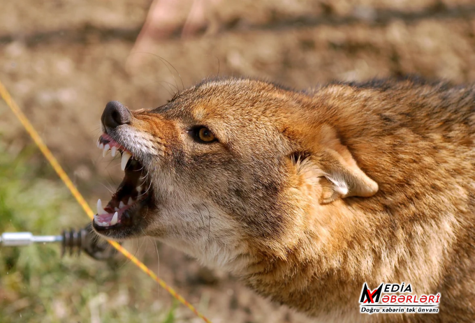 "Üstümə cumdu, barmağımın bir hissəsini qopardı" - Ucarda çaqqal hücumunun yeni TƏFƏRRÜATI - VİDEO
