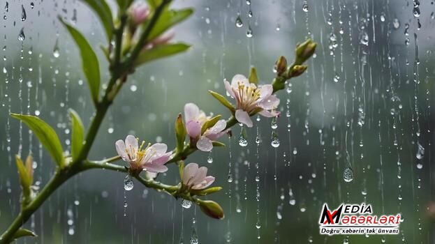 Mayın ilk günü yağış yağacaq