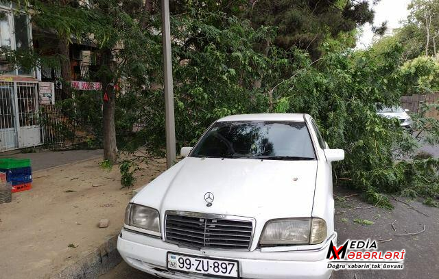 Bakıda güclü külək: 7 ağac sındı
