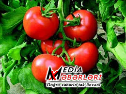 Azərbaycandan Rusiyaya aparılan pomidorlar məhv ediləcək