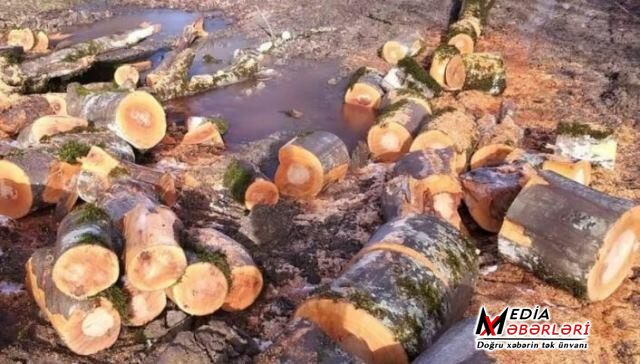 Sərhədimizdə qanunsuz ağac kəsən ermənilərə protokol yazıldı
